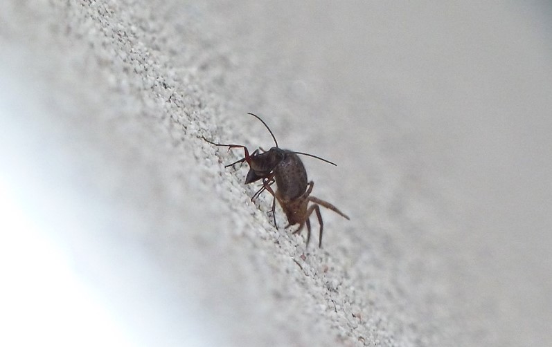 Pompilidae a caccia